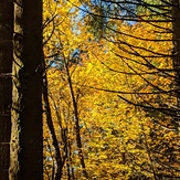 Fall Colors, Dog Mountain