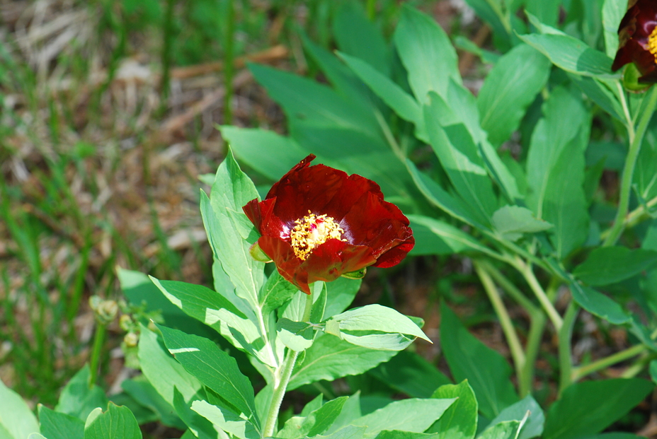 Paeonia parnassica, Parnassus