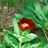 Paeonia parnassica, Parnassus