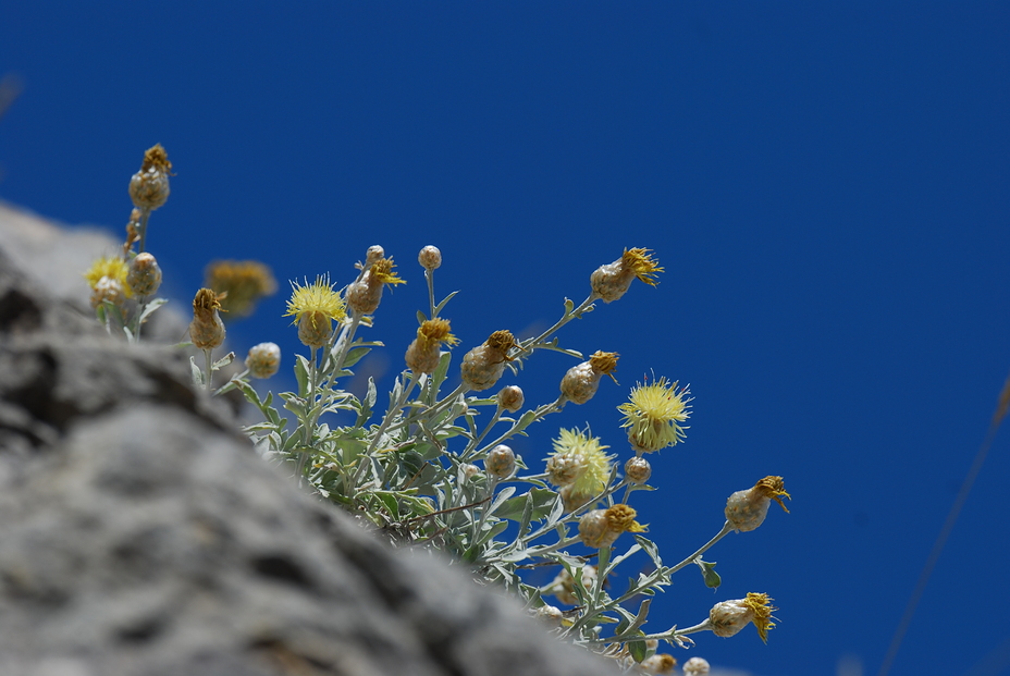 Centaurea mussarum, Parnassus