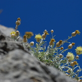 Centaurea mussarum, Parnassus