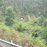 Roadworks., Brown Mountain forest