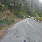 Roadworks, Brown Mountain forest