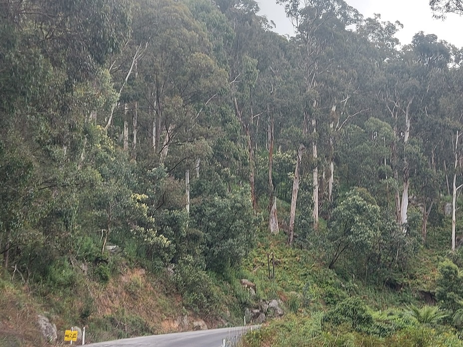 Roadworks, Brown Mountain forest