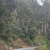 Roadworks, Brown Mountain forest