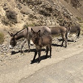 Road into Mahogany Flats, Telescope Peak