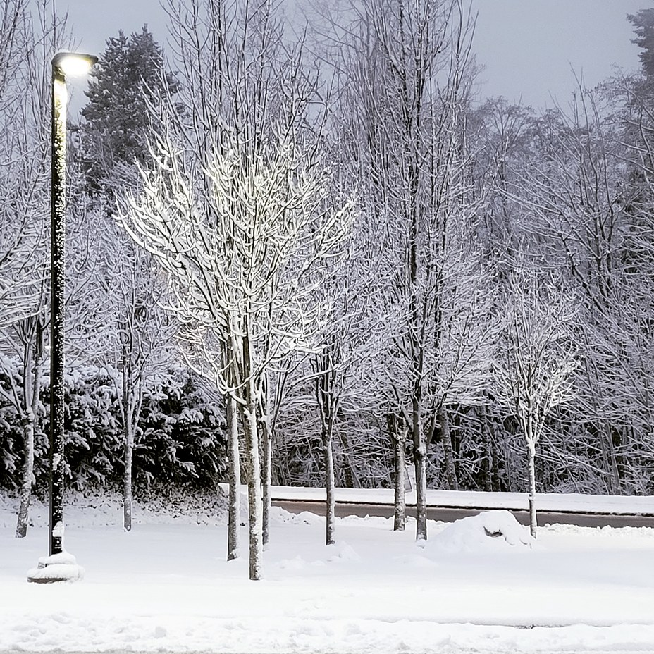 A WINTER MORNING AT SFU, Burnaby Mountain