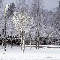 A WINTER MORNING AT SFU, Burnaby Mountain photo