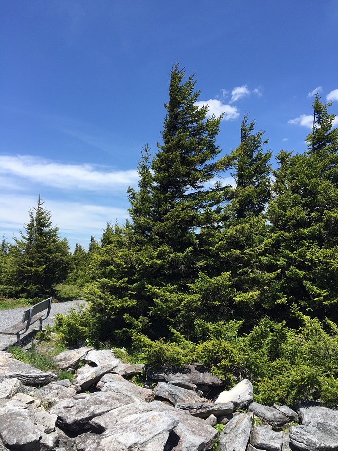 Spruce Knob Mountain Pine Trees