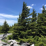 Spruce Knob Mountain Pine Trees