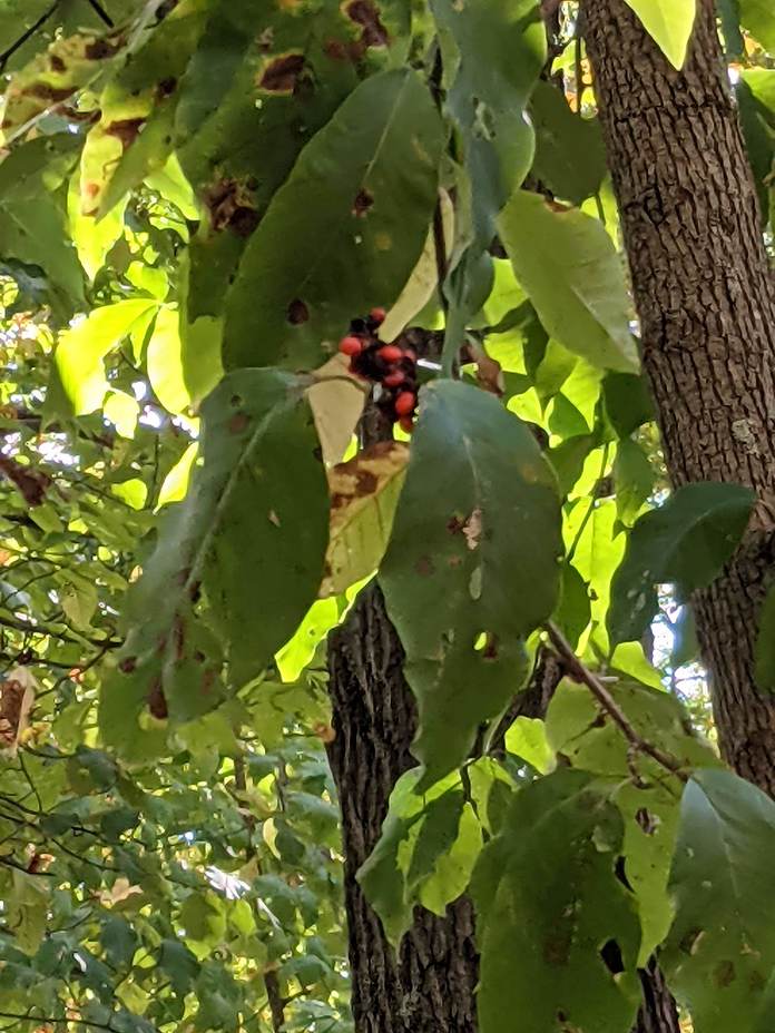 Magnolia trees can be found, Negro Mountain