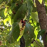 Magnolia trees can be found, Negro Mountain