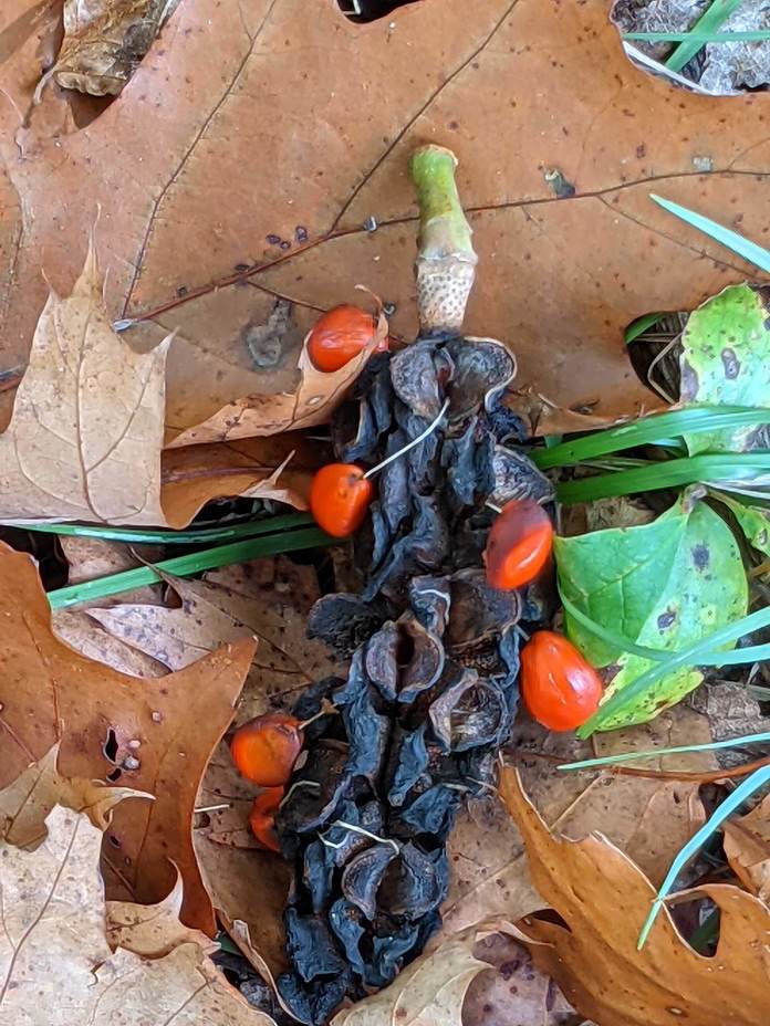 Magnolia tree seed pod, Negro Mountain