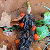 Magnolia tree seed pod, Negro Mountain