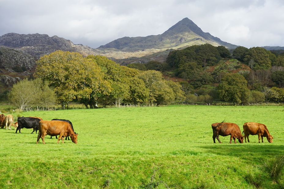 Cnicht from Erw Fawr