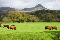 Cnicht from Erw Fawr photo