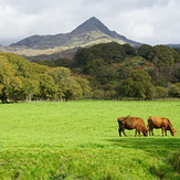 Cnicht from Erw Fawr