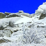 Snow Coral, Mount Monadnock