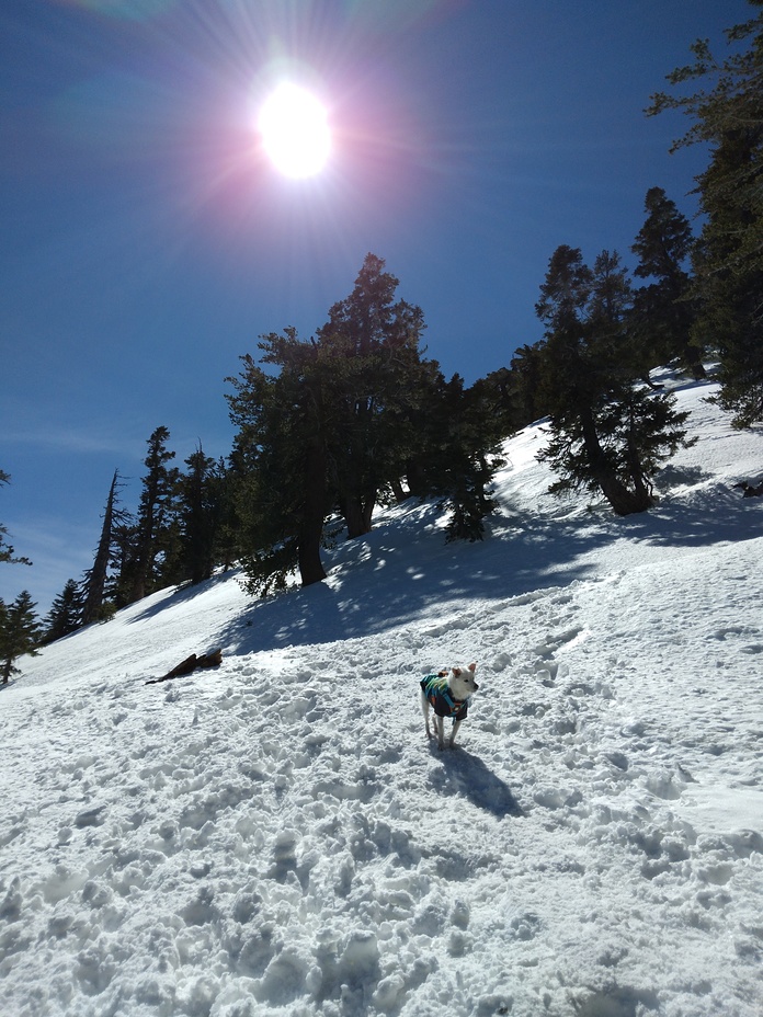 Mt Baldy Blow Trail with Osito, Mount Baldy (San Gabriel Range)