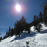 Mt Baldy Blow Trail with Osito, Mount Baldy (San Gabriel Range)