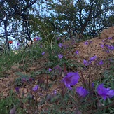 Qalat nature, Ghalat