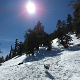 Hiking with Osito, Mount San Antonio