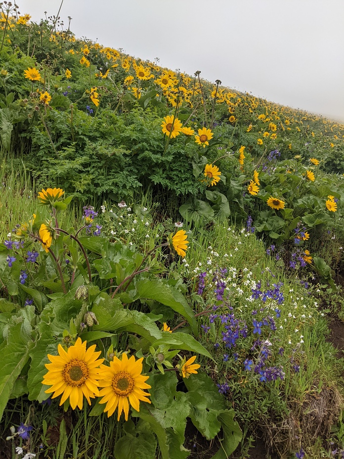 Glorious Flowers, Dog Mountain