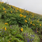 Glorious Flowers, Dog Mountain