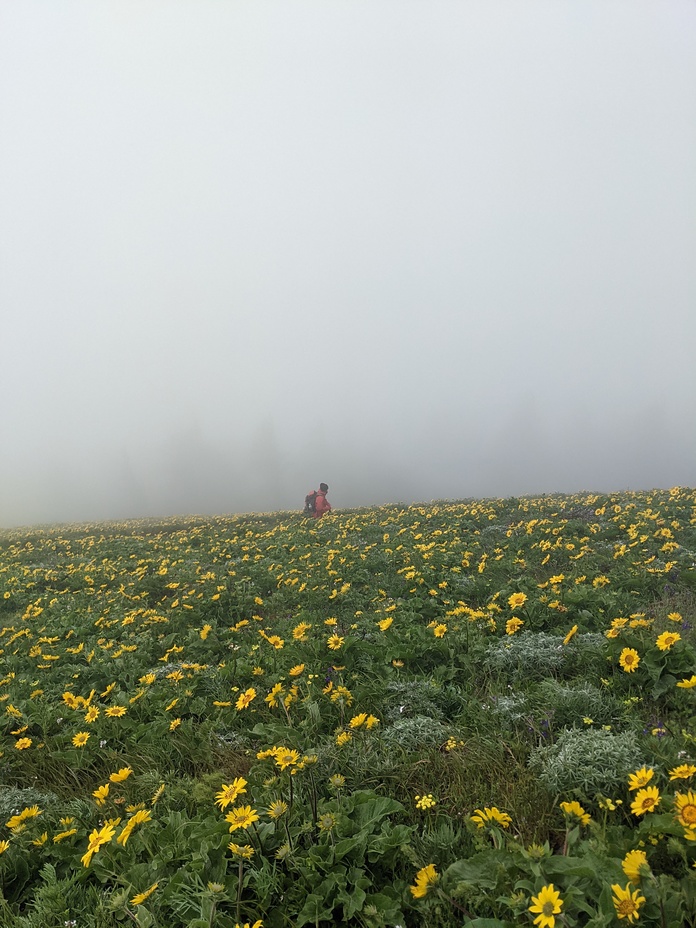 Flowers in the Fog, Dog Mountain