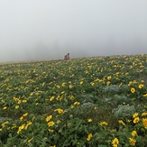 Flowers in the Fog, Dog Mountain