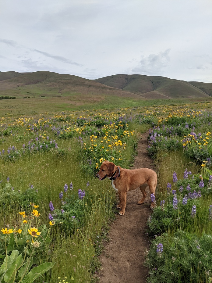 Balsam root and lupine galore, Mount Washington (Cascades)