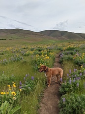 Balsam root and lupine galore, Mount Washington (Cascades) photo
