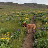 Balsam root and lupine galore, Mount Washington (Cascades)