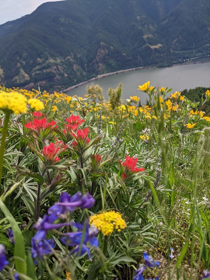 Flowers at their peak, Dog Mountain