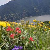 Flowers at their peak, Dog Mountain