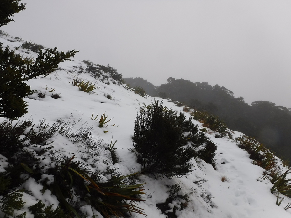 Mt Arthur hut ridge, Mt Aylmer