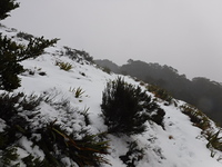 Mt Arthur hut ridge, Mt Aylmer photo