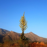 Rabbit flower near atashkouh, Rizan