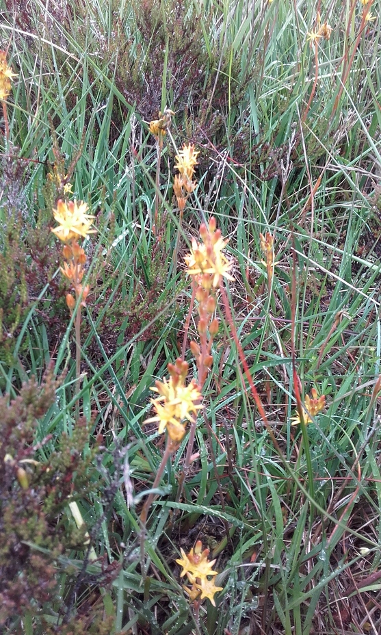 Bog Ashphodel, Comeragh Mountains