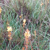 Bog Ashphodel, Comeragh Mountains