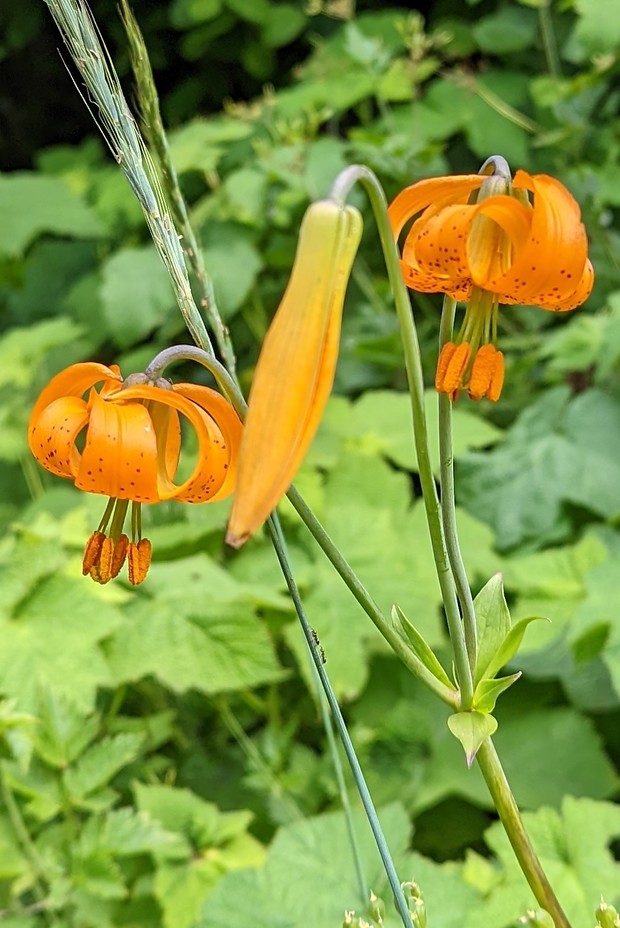 Summer flowers, Dog Mountain