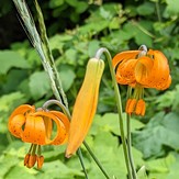 Summer flowers, Dog Mountain