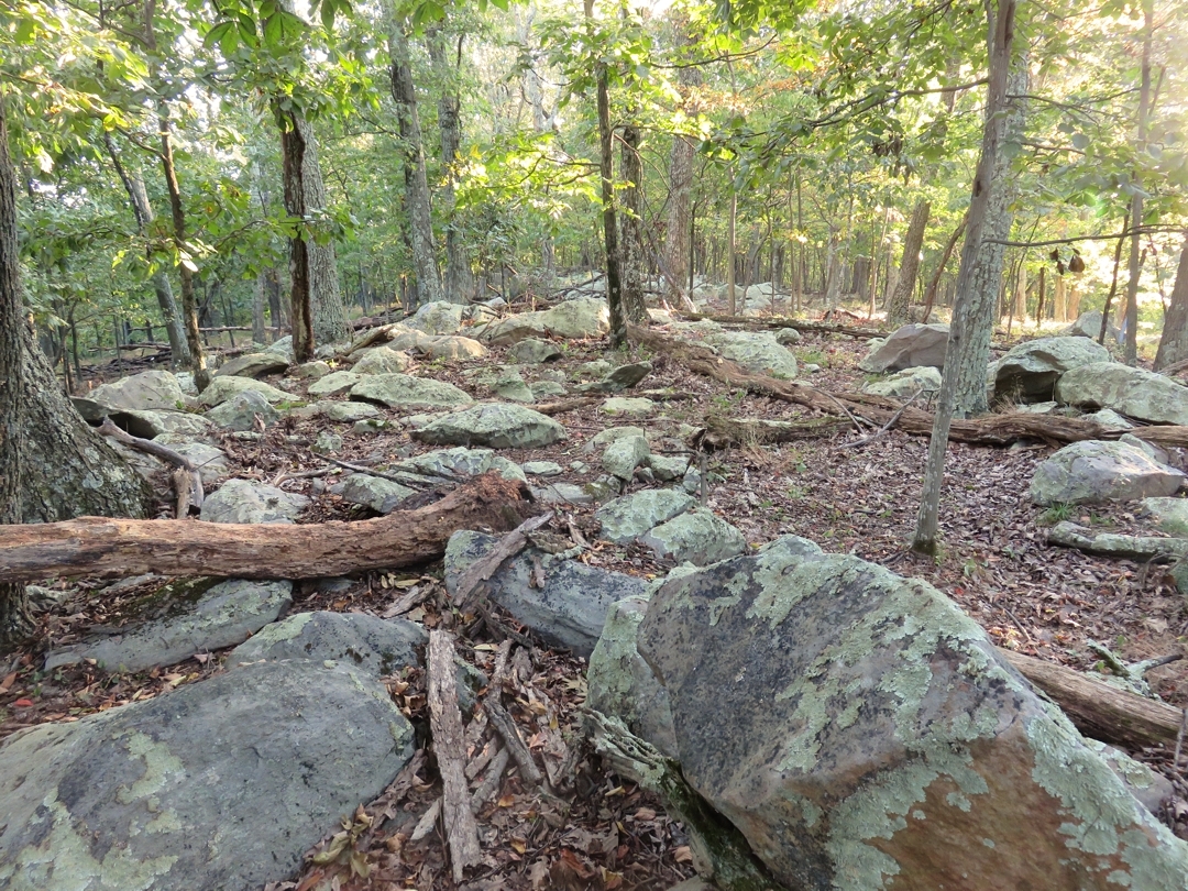 Purcell Knob