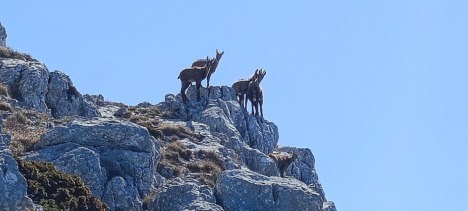 Divokoze na Perčinu, Biokovo