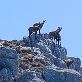 Divokoze na Perčinu, Biokovo