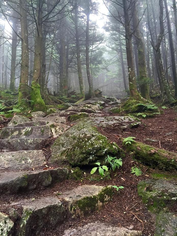 Along the trail to Mt. Craig, Mount Mitchell (North Carolina)