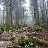 Along the trail to Mt. Craig, Mount Mitchell (North Carolina)