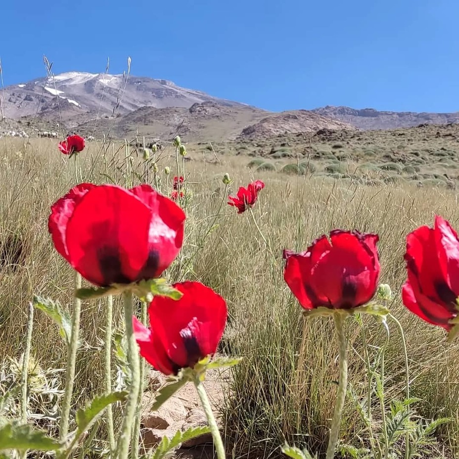 دماوند, Damavand (دماوند)