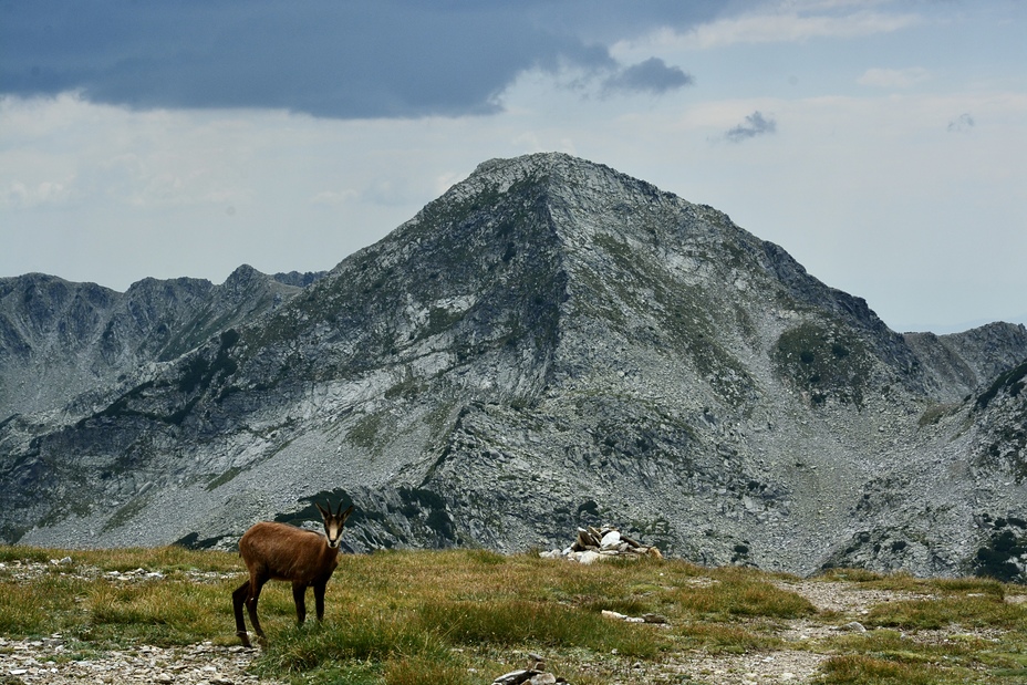 Chamois, Vihren