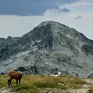 Chamois